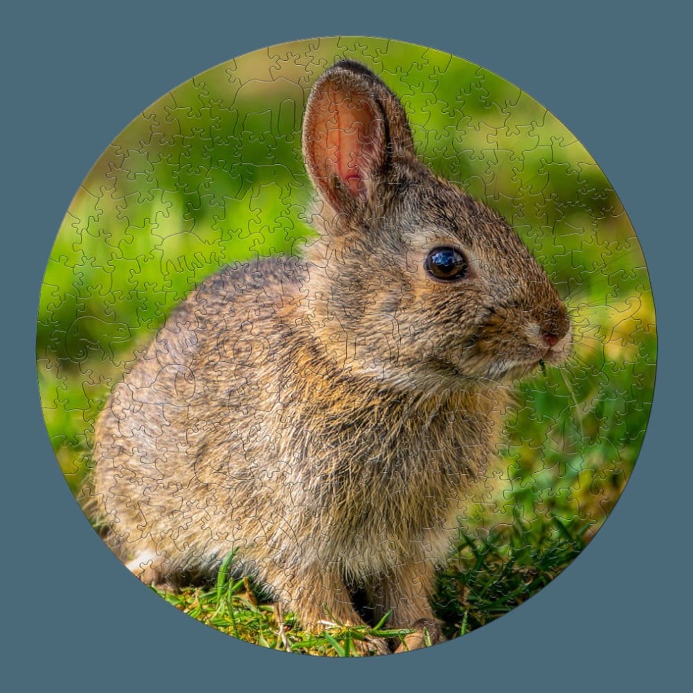Puzzle Lapin