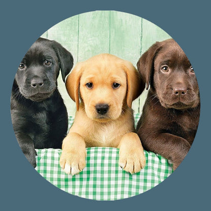 Puzzle Bois Animaux
